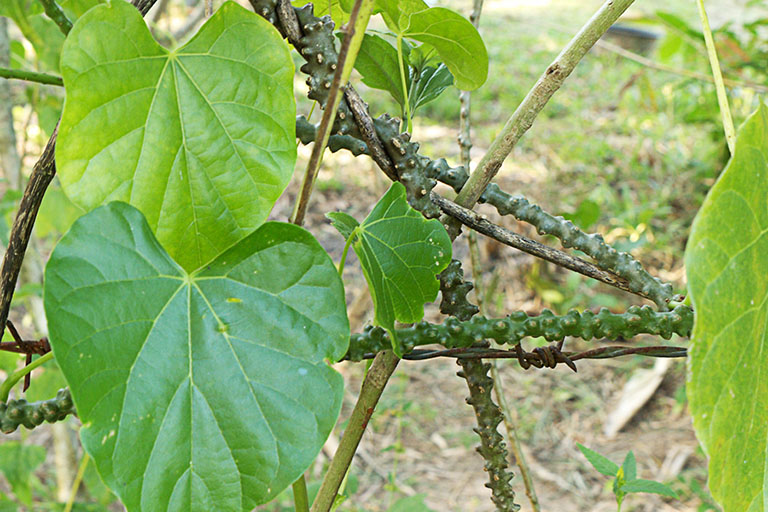 Tinospora crispa